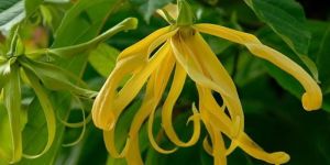 Ylang Ylang Essential Oil