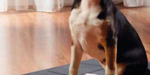 Kennel Mats Solid Top Fhg 01