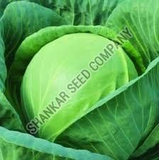Express Ball F1 Hybrid Cabbage Seeds