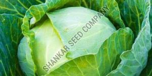 F1 Hybrid Cabbage Seeds