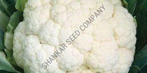 F1 Hybrid Cauliflower Seeds
