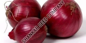 Red Onion Seeds