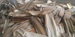 ARECA LEAFS