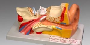 Human Ear Models