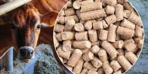 animal feed cattle pro