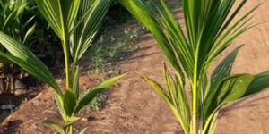 Coconut Tree Plant