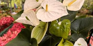 White Anthurium Flower Plant