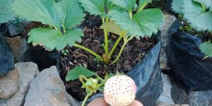 White Strawberry Fruit Plant