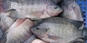 Fresh Tilapia Fish