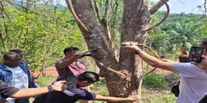 Agarwood Inoculation Service