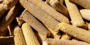 A Grade White Bare Corn COB