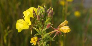 Evening Primrose Oil