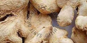 Dried Ginger