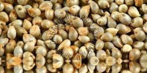 Pearl Millet