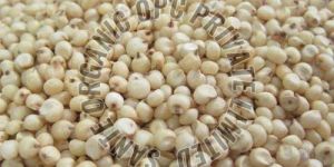 Sorghum Seeds