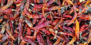 Fatki Dry Red Chilli