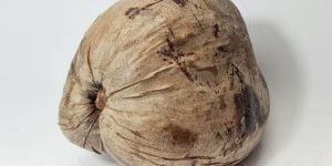 Whole Brown Coconut