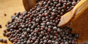 Mustard Seeds