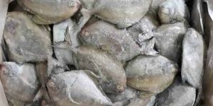Fresh Pomfret Fish