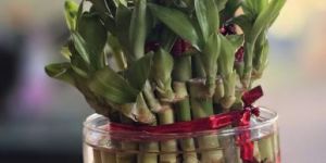 Lucky Bamboo Plant