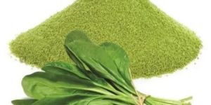 Spray Dried Spinach Powder