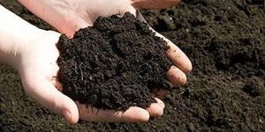 Cow Dung Manure