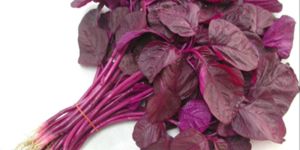 Fresh Red Spinach