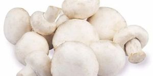 Fresh Button Mushroom