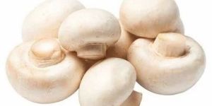 Fresh Farm Button Mushroom