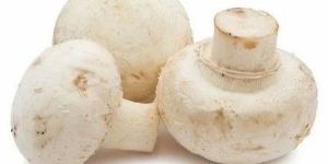 Grade A Button Mushroom