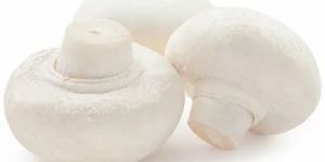 Hygienic Button Mushroom