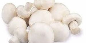 Natural Button Mushroom