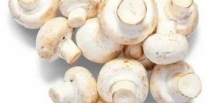 Organic Button Mushroom