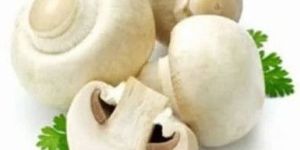 White Button Mushroom