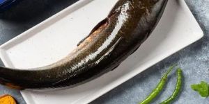 Live Murrel Fish