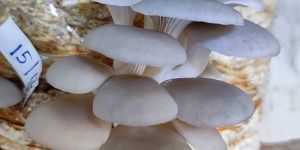 Fresh Oyster Mushroom