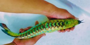 rare green golden arowana fish