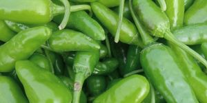 Bullet Green Chilli
