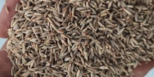 Cumin Seeds