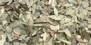Dry Bay Leaf