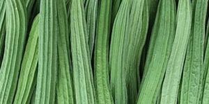 Fresh Ridge Gourd