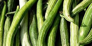 Fresh Snake Gourd