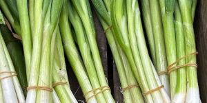Fresh Spring Onion