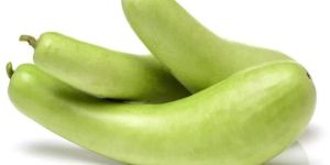 Green Bottle Gourd