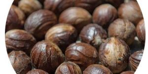 Nutmeg