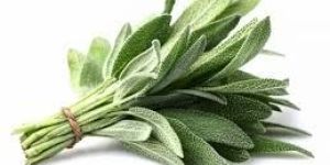 Sage Leave