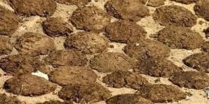 Cow Dung Manure