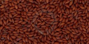 Sortex Asaliya Seeds