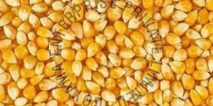 Yellow Maize Seeds