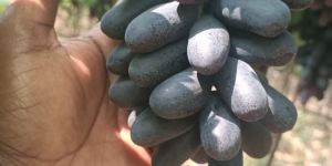 Black Seedless Grapes